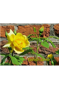 Postkarte „Einfach danke“