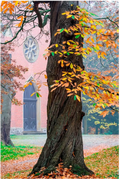 Postkarte „Herbstbaum“