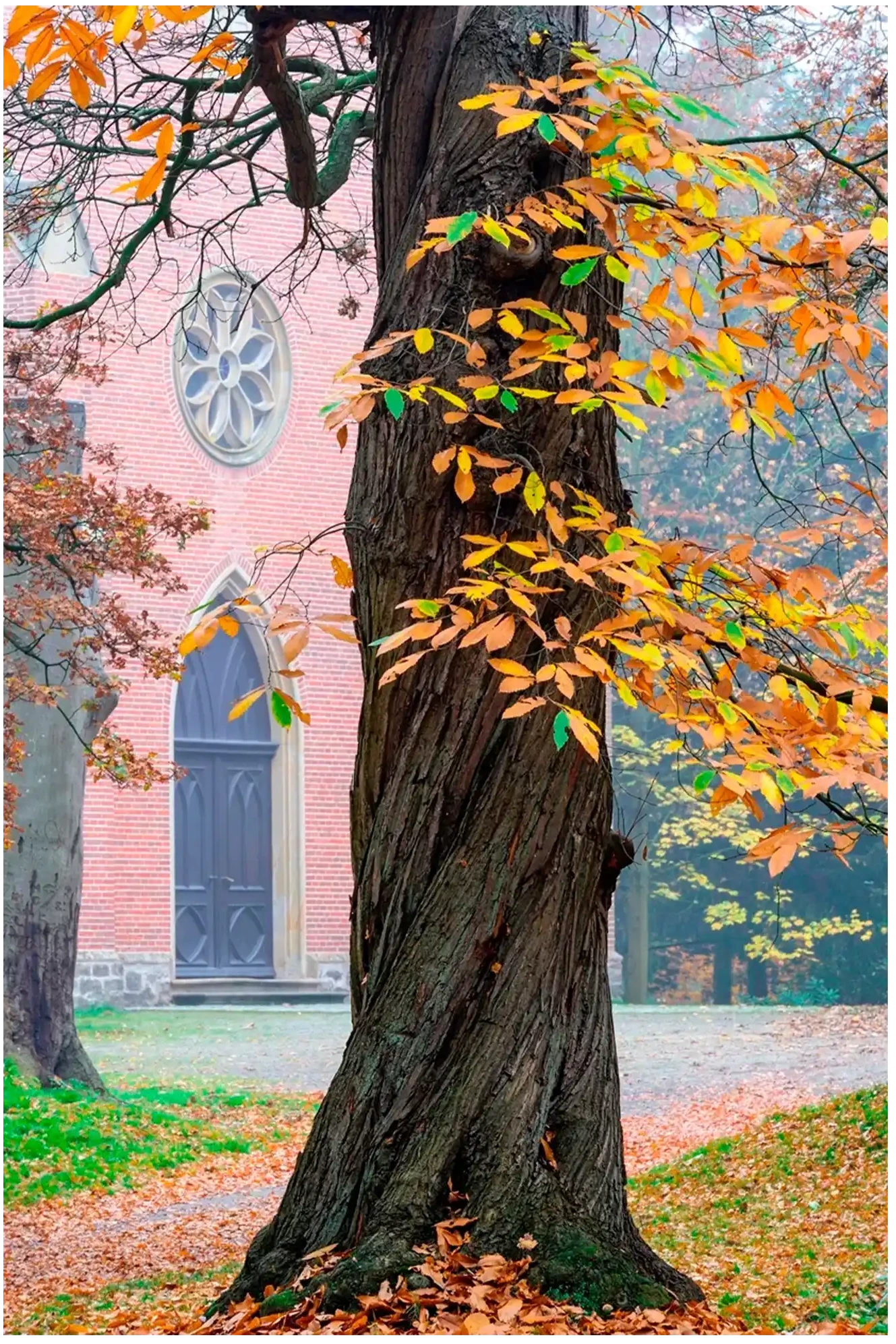 Postkarte „Herbstbaum“