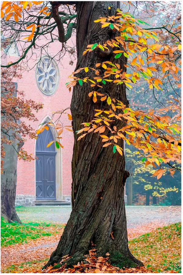 Postkarte „Herbstbaum“